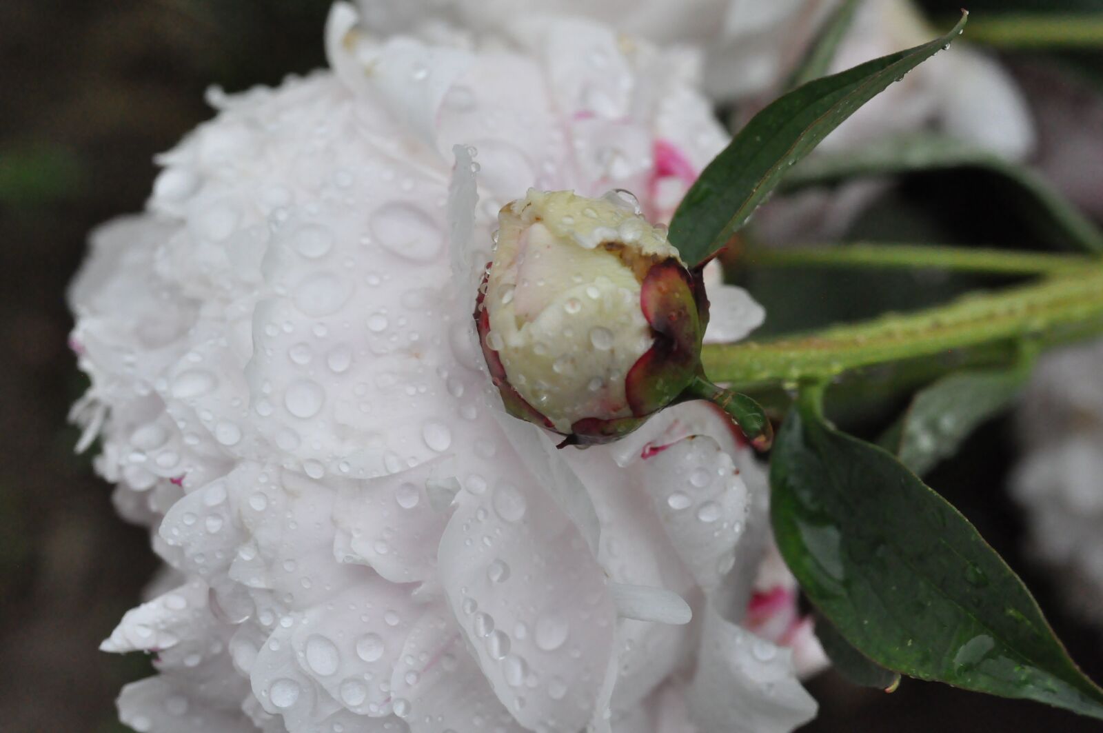 Nikon D90 sample photo. Peony, white, raindrop photography