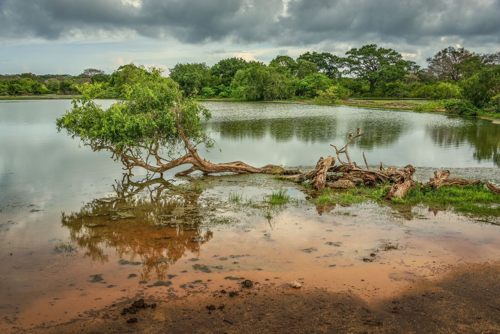 Nikon D610 sample photo. Lake, trees, yala national photography