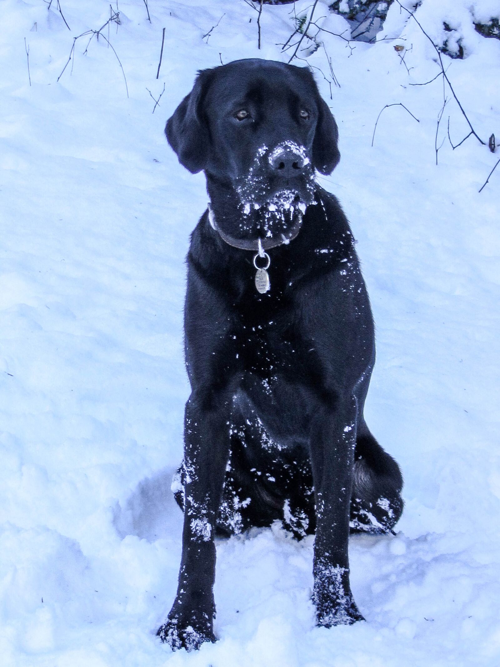 Canon PowerShot SX230 HS sample photo. Animal, pet, black labrador photography