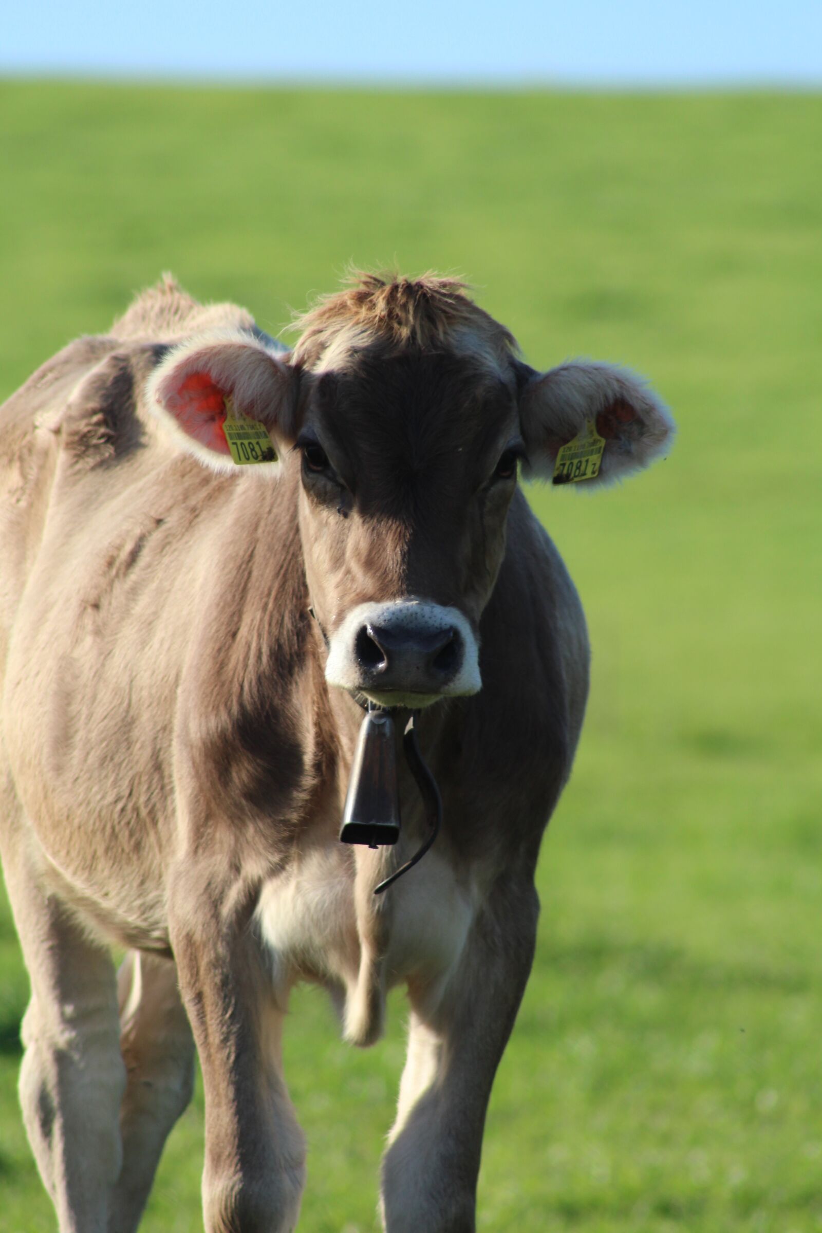 Canon EF 75-300mm f/4-5.6 sample photo. Cow, pasture, nature photography
