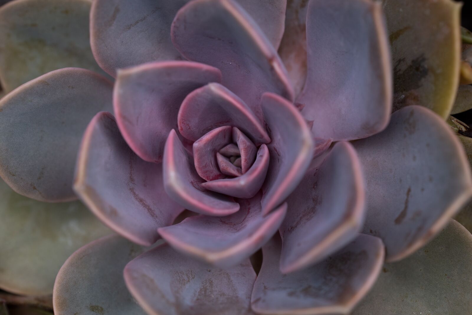 Nikon D750 sample photo. Plant, garden, stone garden photography