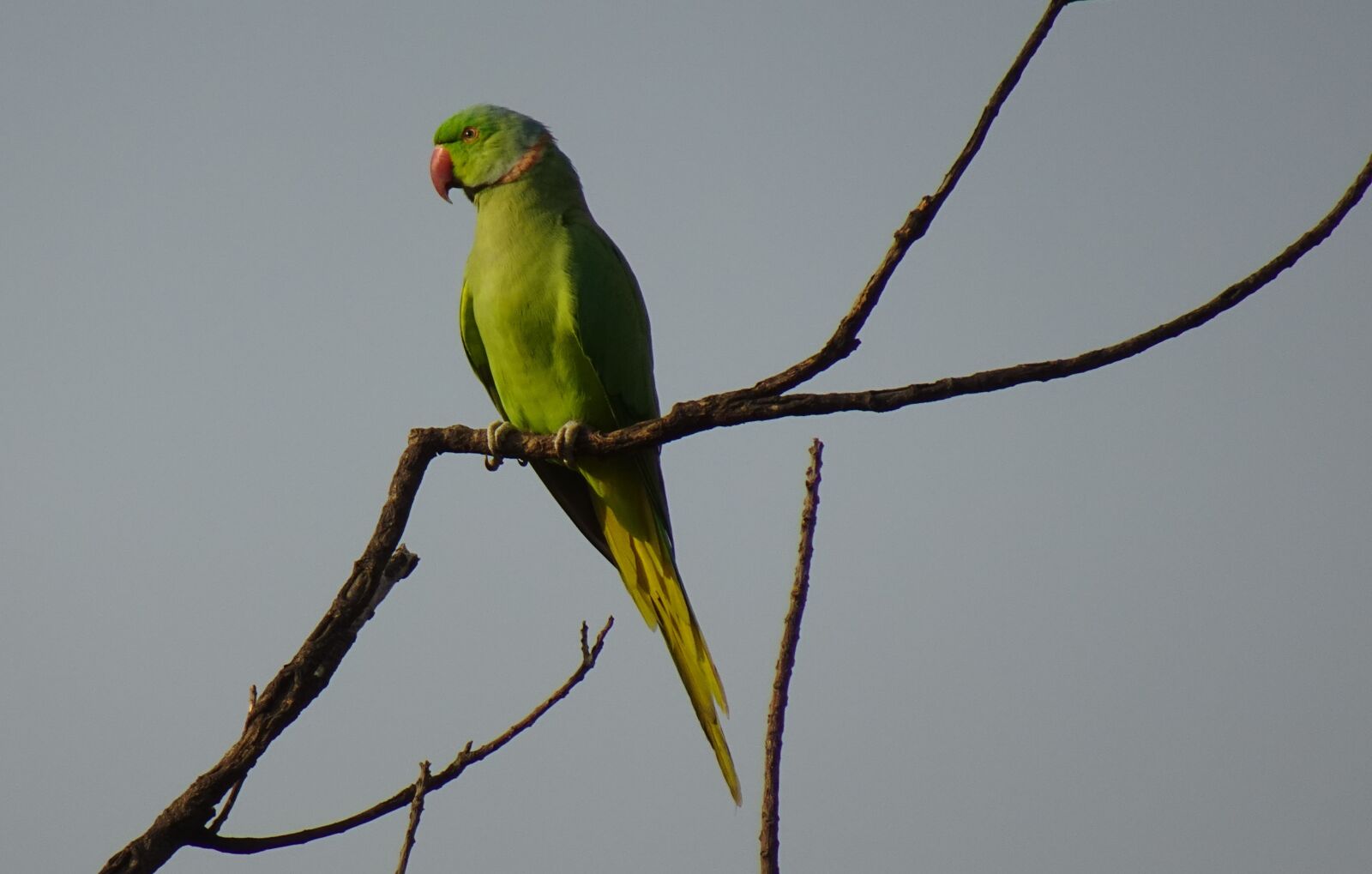 Sony DSC-WX800 sample photo. Bird, parakeet, green photography