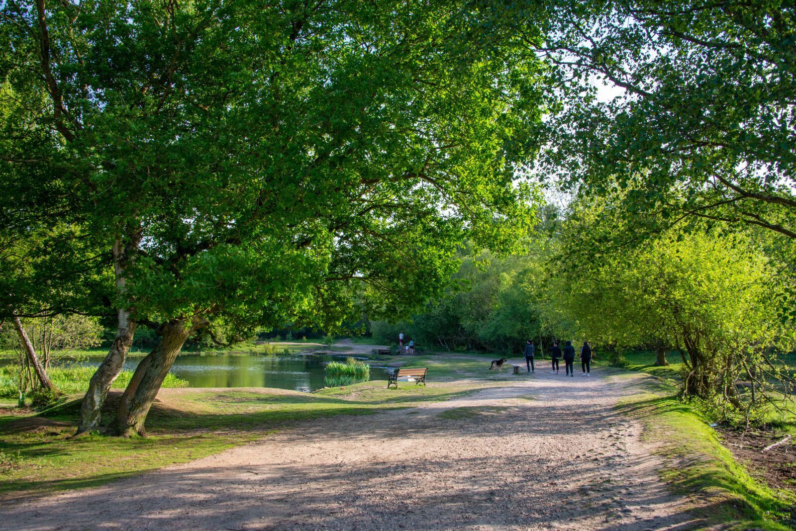 Nikon D800 sample photo. Park, trees, nature photography