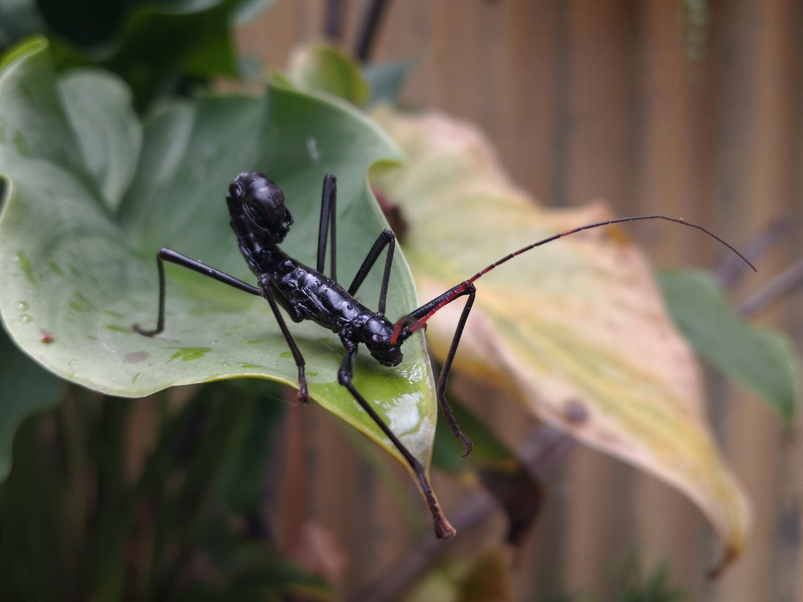 HUAWEI Mate 10 Pro sample photo. Ututo, insect, phasmatode photography