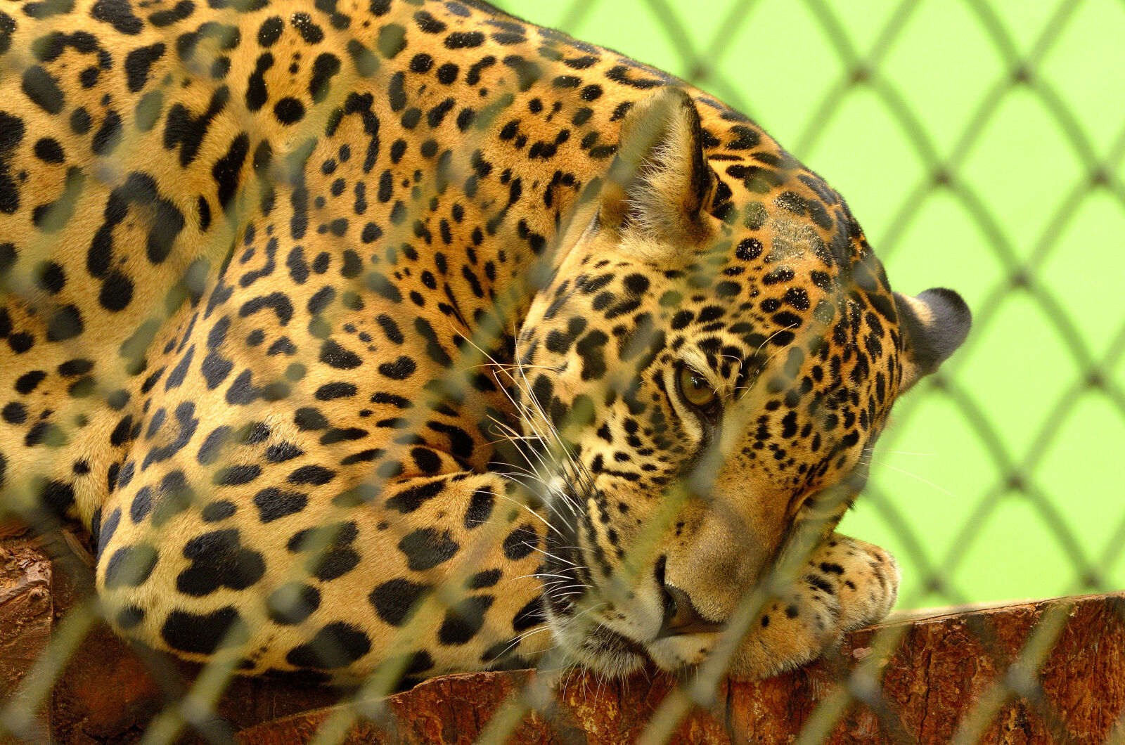 Sigma 70-200mm F2.8 EX DG OS HSM sample photo. Leopard, on, cage, in photography