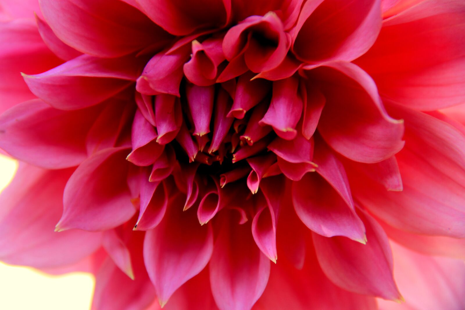 Canon EOS 7D sample photo. Dahlia, bud, flower photography
