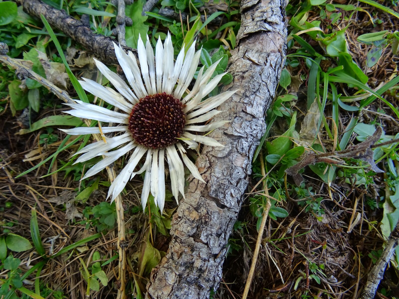 Sony DSC-HX60 sample photo. Nature, plant, leaf photography