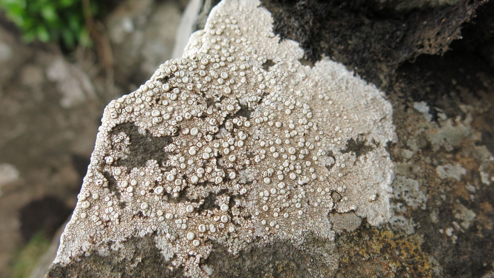 Canon PowerShot G15 sample photo. Texture, mushroom, rock photography