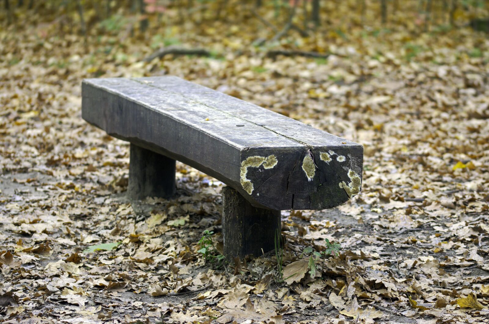 Nikon D5100 sample photo. Bank, wood, forest photography