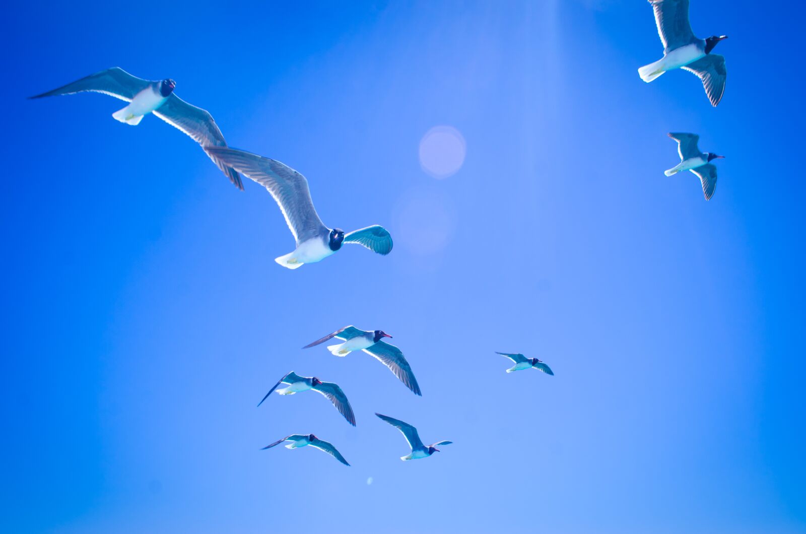 Nikon D7000 sample photo. Gulls, sky, bird photography