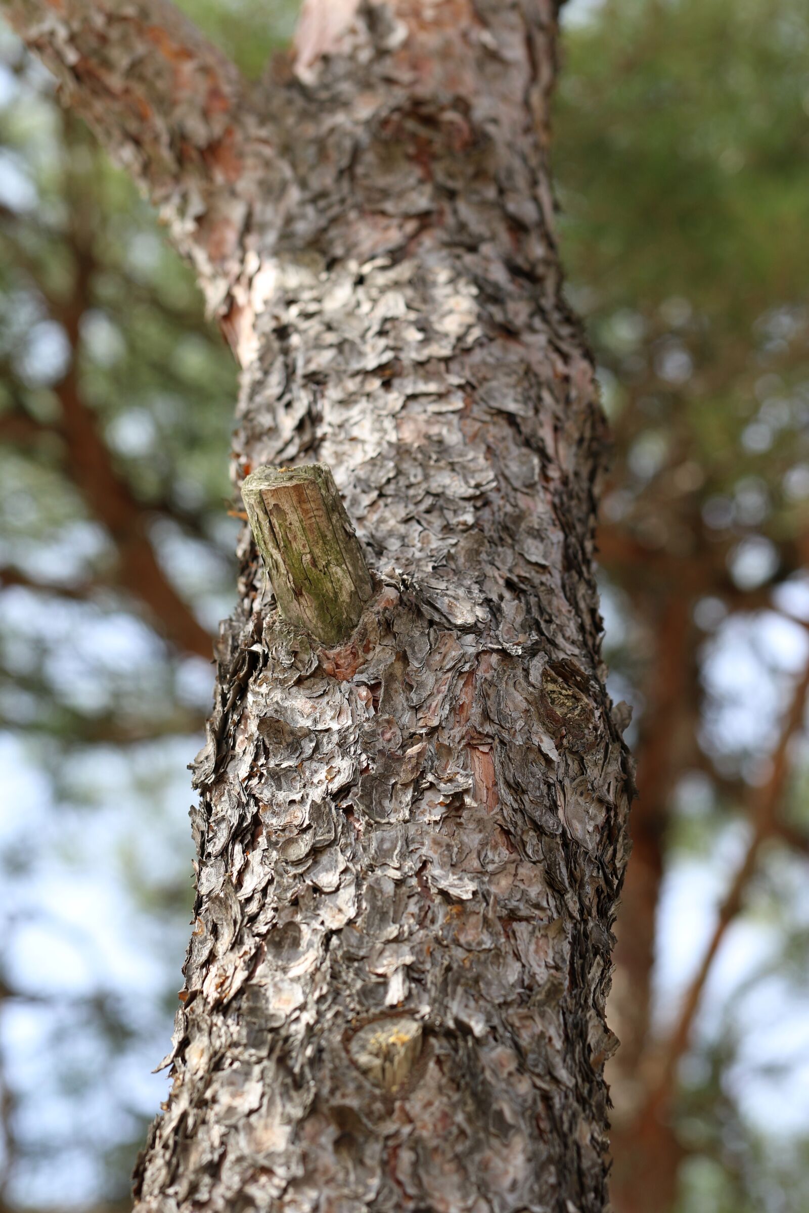 Canon EOS 7D Mark II sample photo. Pine, plants, wood photography