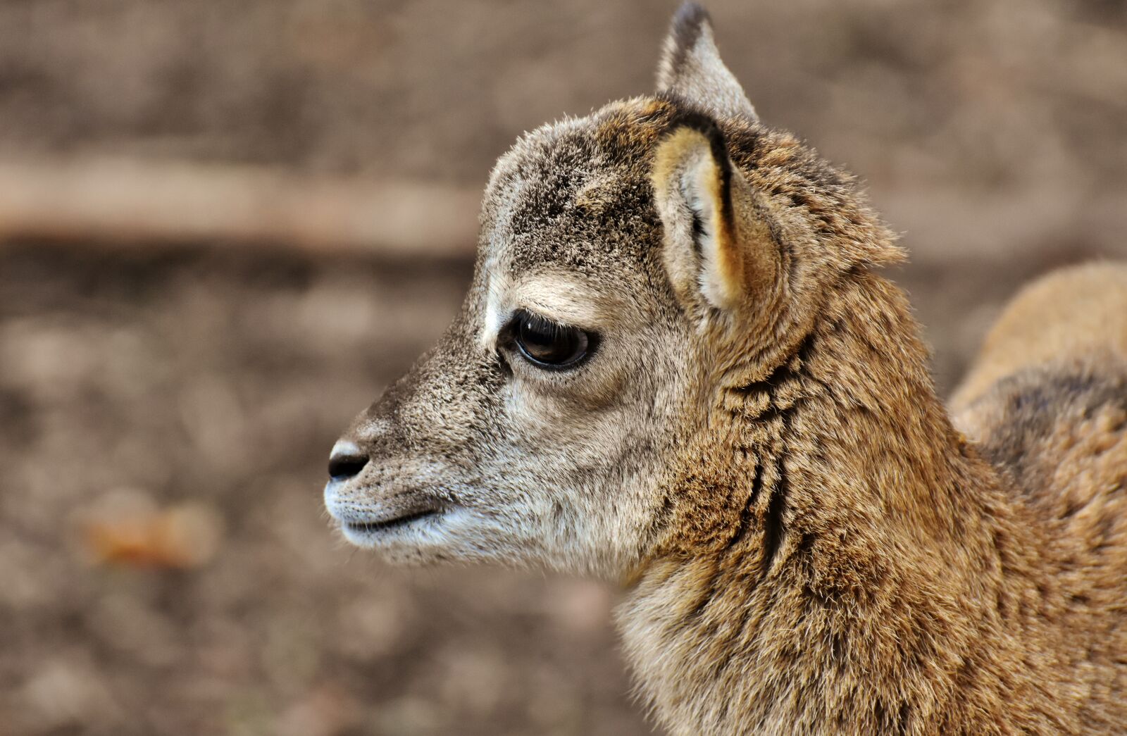 Nikon D7200 sample photo. Mouflon, young animal, aries photography