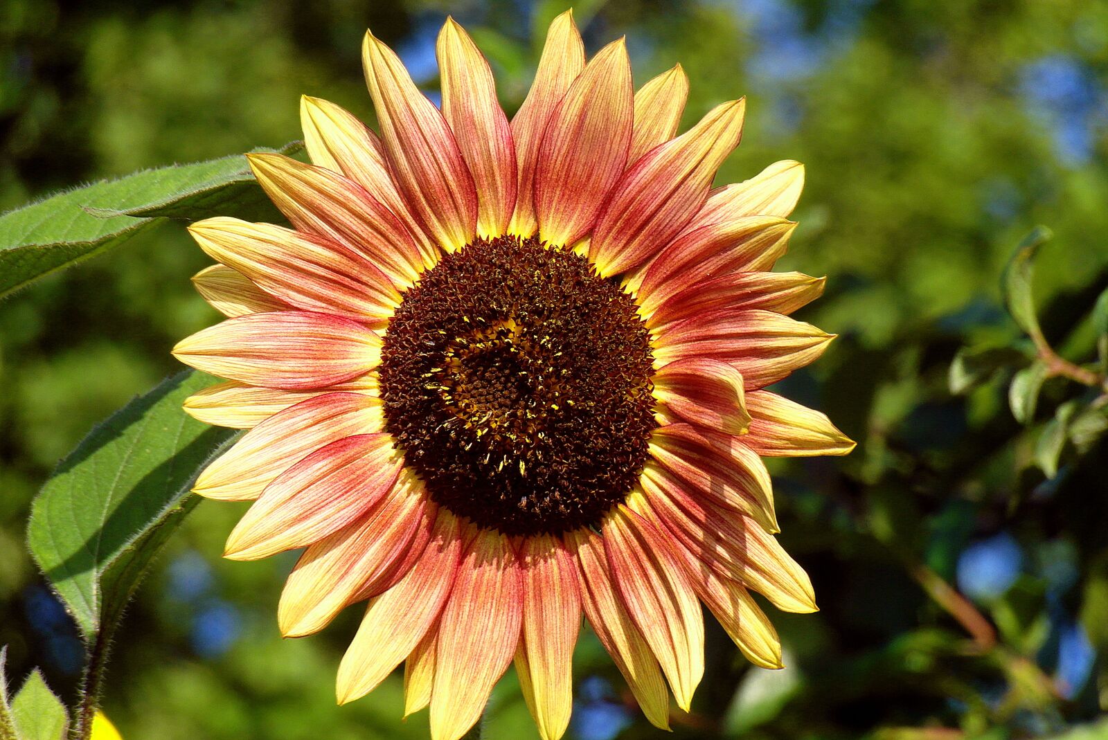 Samsung WB750 sample photo. Sunflower, garden, flower photography