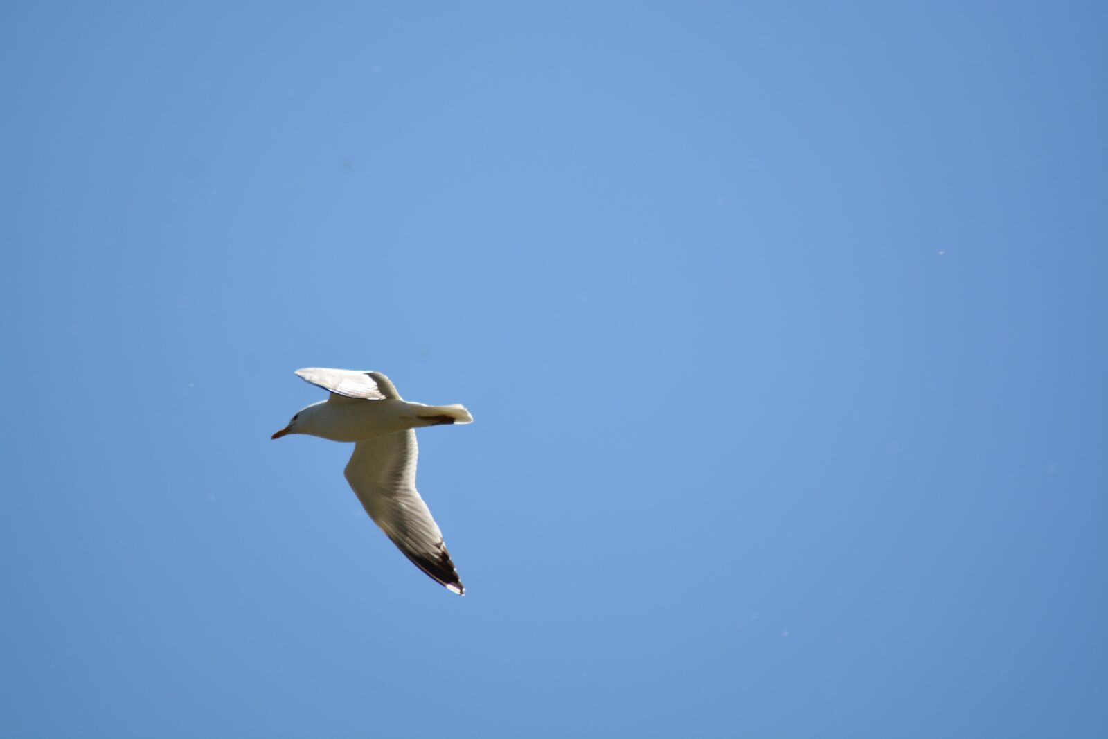 Nikon D7100 sample photo. Sky, birds, blue photography