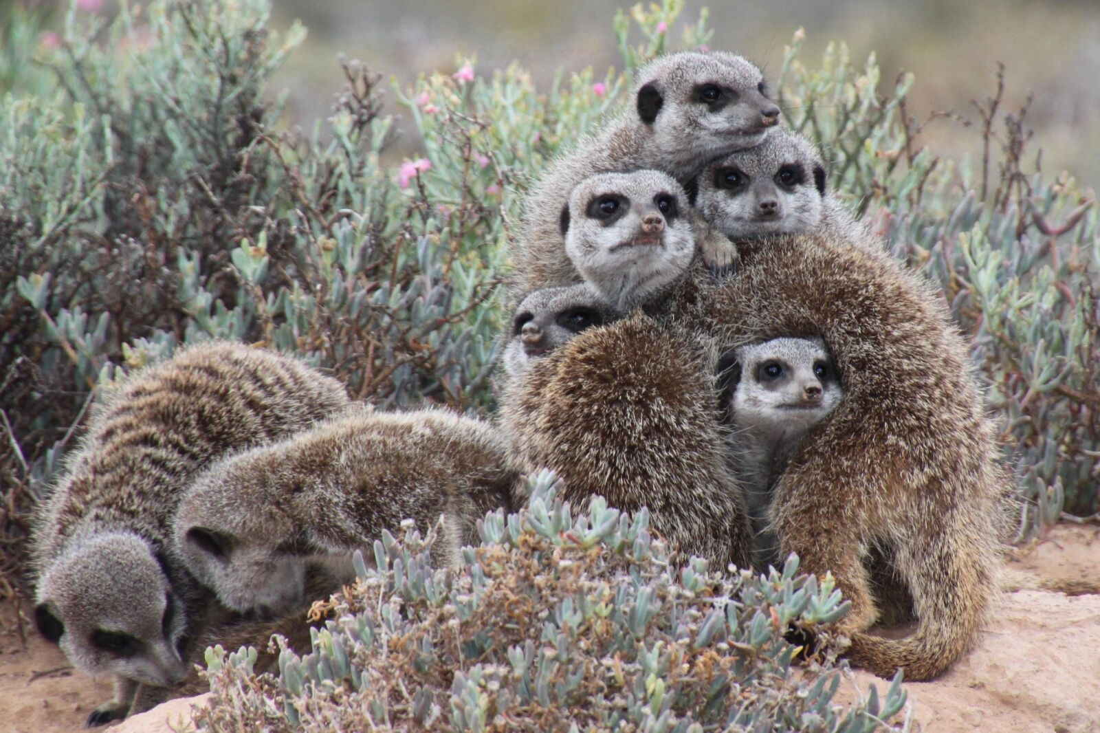 Canon EOS 500D (EOS Rebel T1i / EOS Kiss X3) sample photo. Nature, meerkat, south africa photography
