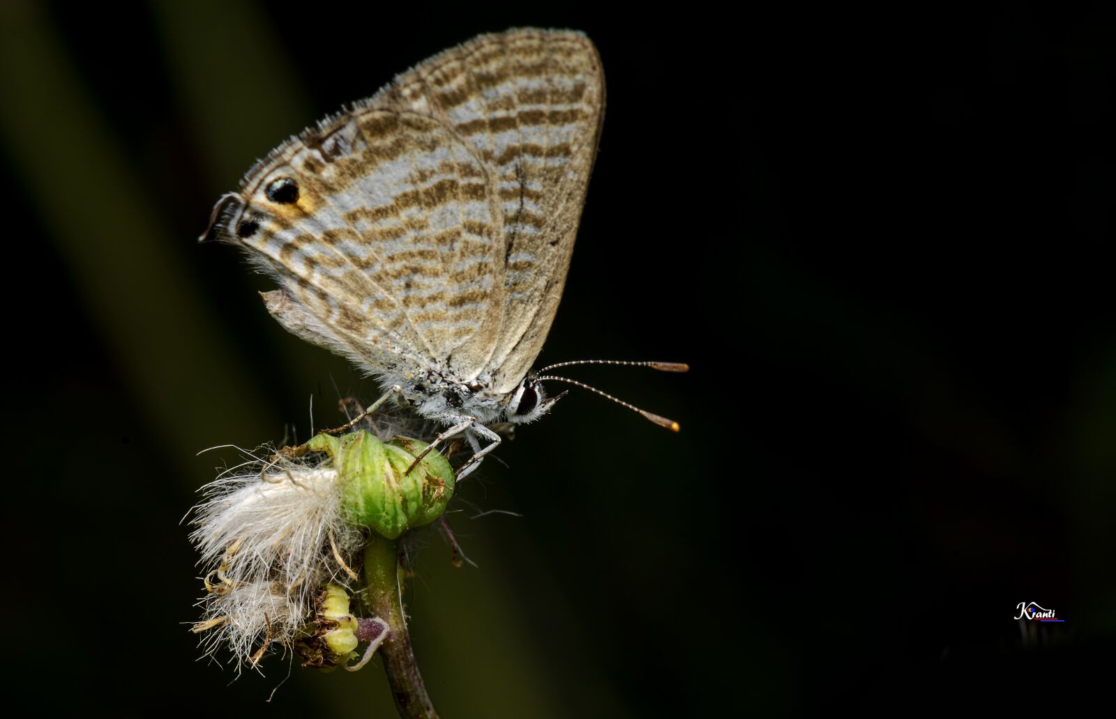 Nikon Z6 sample photo. Macro, macro image, macro photography