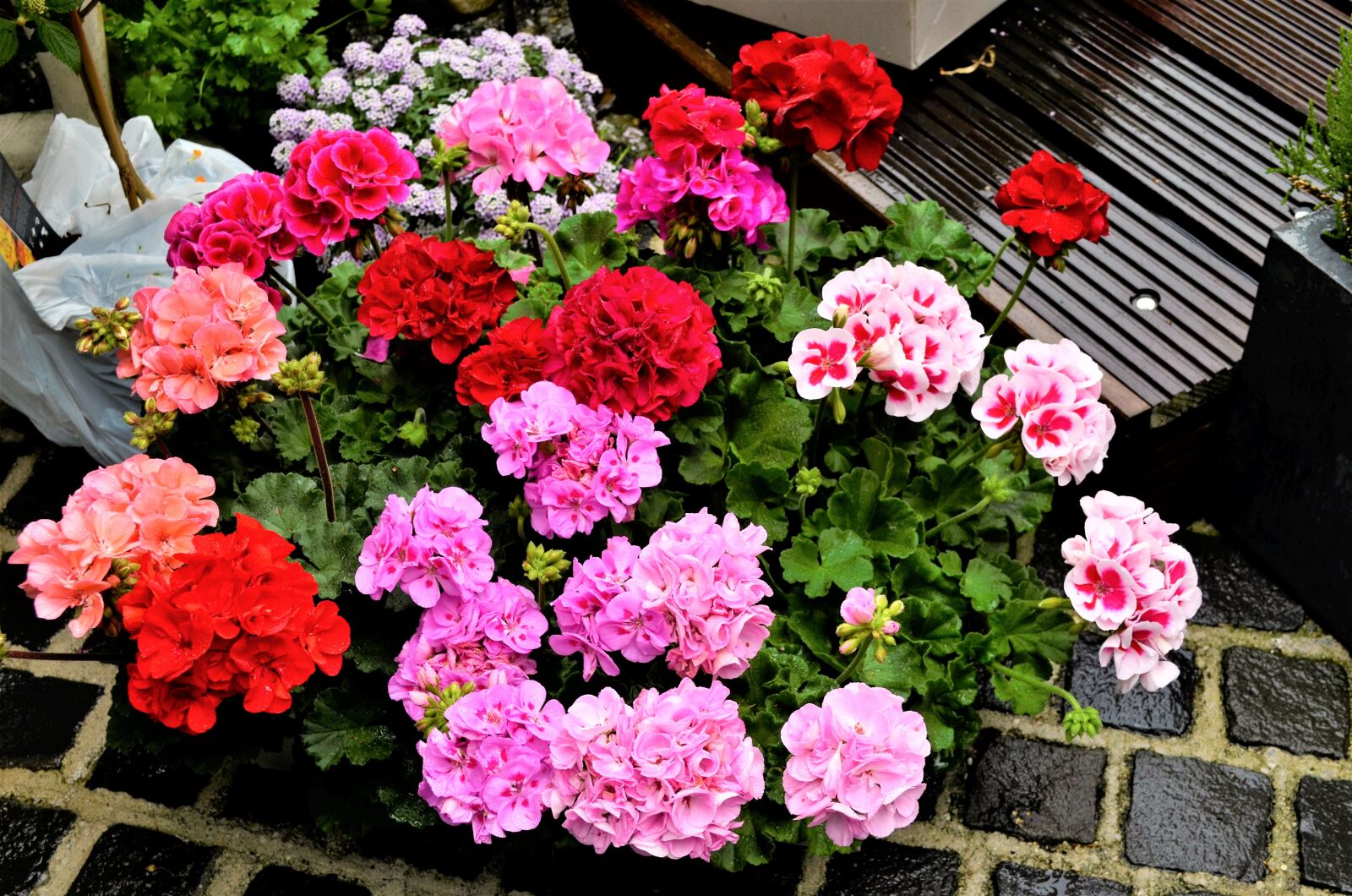 Nikon D5100 sample photo. Plant, garden, nature photography