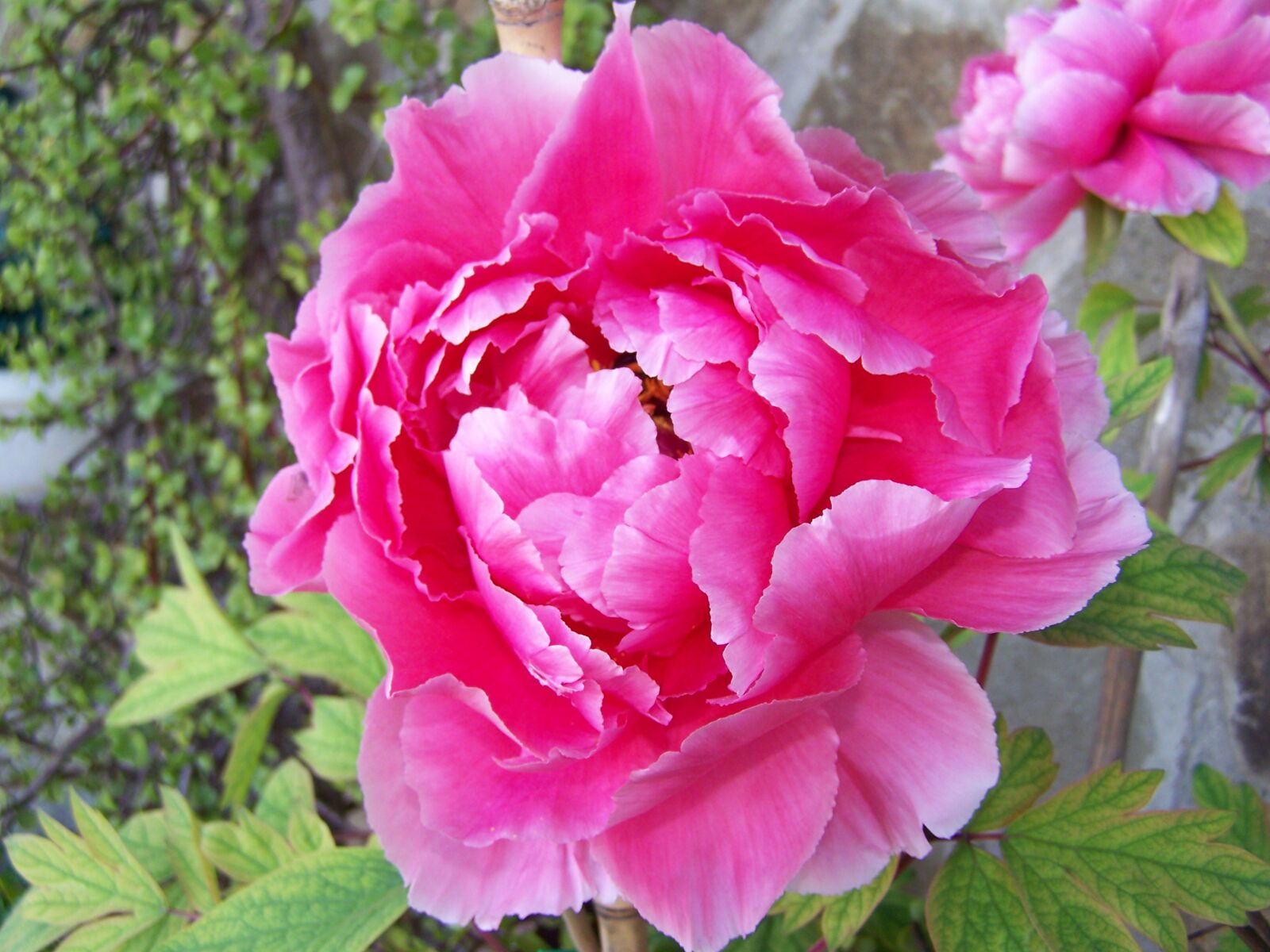 Kodak EASYSHARE Z710 ZOOM DIGITAL CAMERA sample photo. Peony, flower, rosa photography