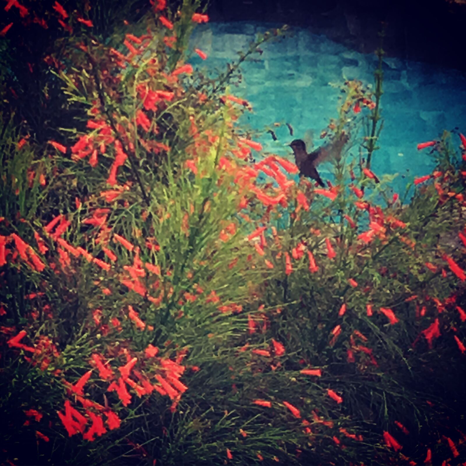 Apple iPhone 6s sample photo. Hummingbird photography
