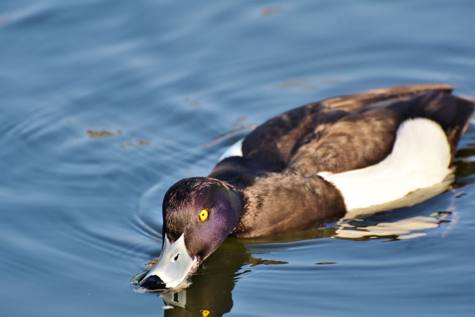 Nikon D7200 sample photo. Violet duck, small mountain photography