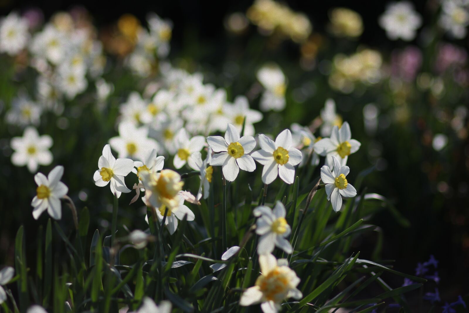 Canon EF 85mm F1.8 USM sample photo. Daffodils, flowers, supplies photography