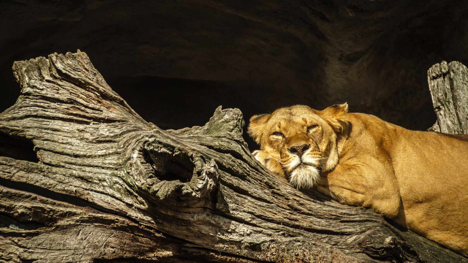 Canon EOS 7D sample photo. Panthera leo, lion, lioness photography