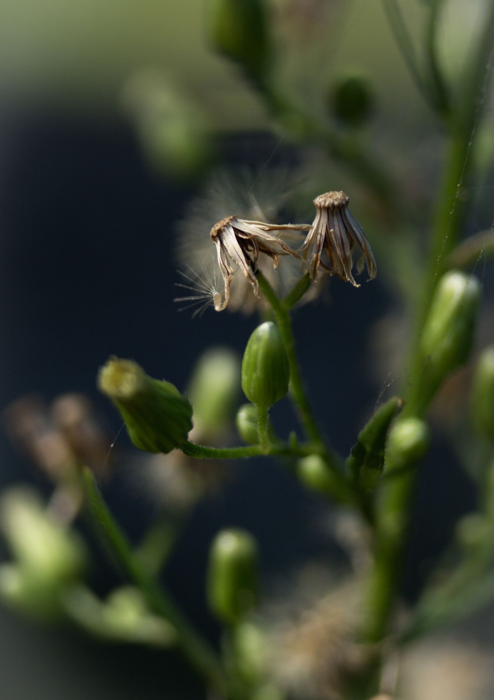 Canon EOS 100D (EOS Rebel SL1 / EOS Kiss X7) sample photo. Macro, flower, meadow photography