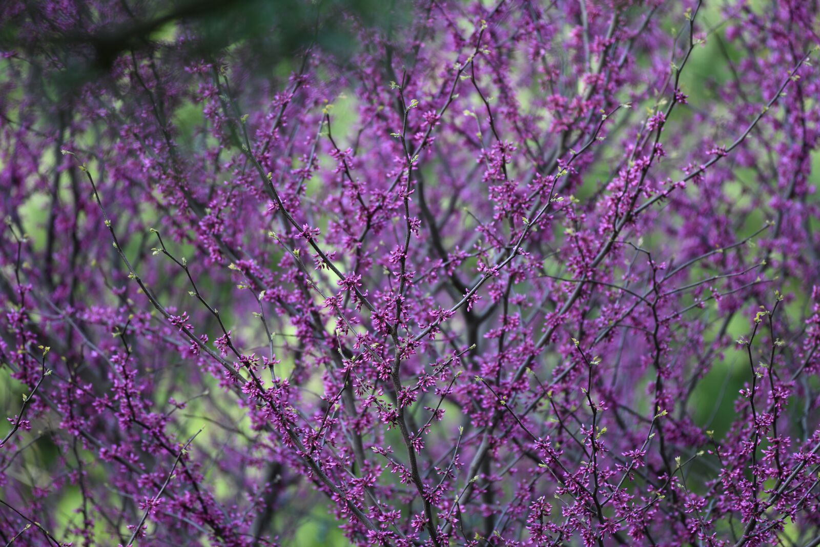Nikon D850 sample photo. Tree, purple, blossom photography