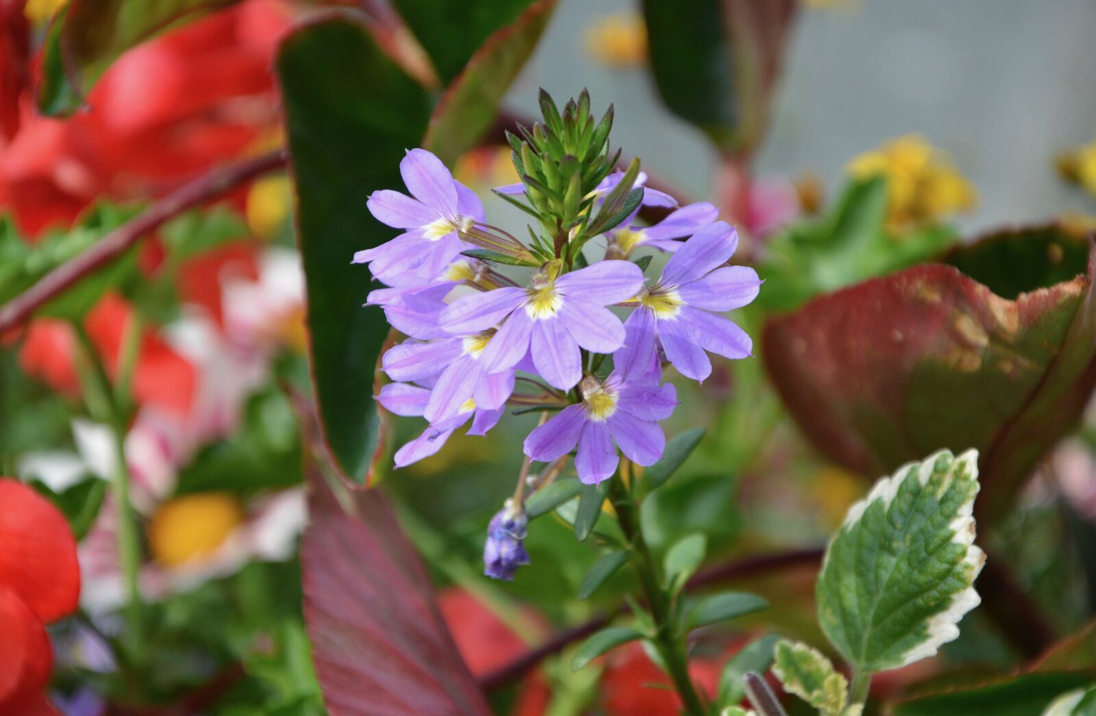 Nikon D5200 sample photo. Floral composition, country, flowers photography