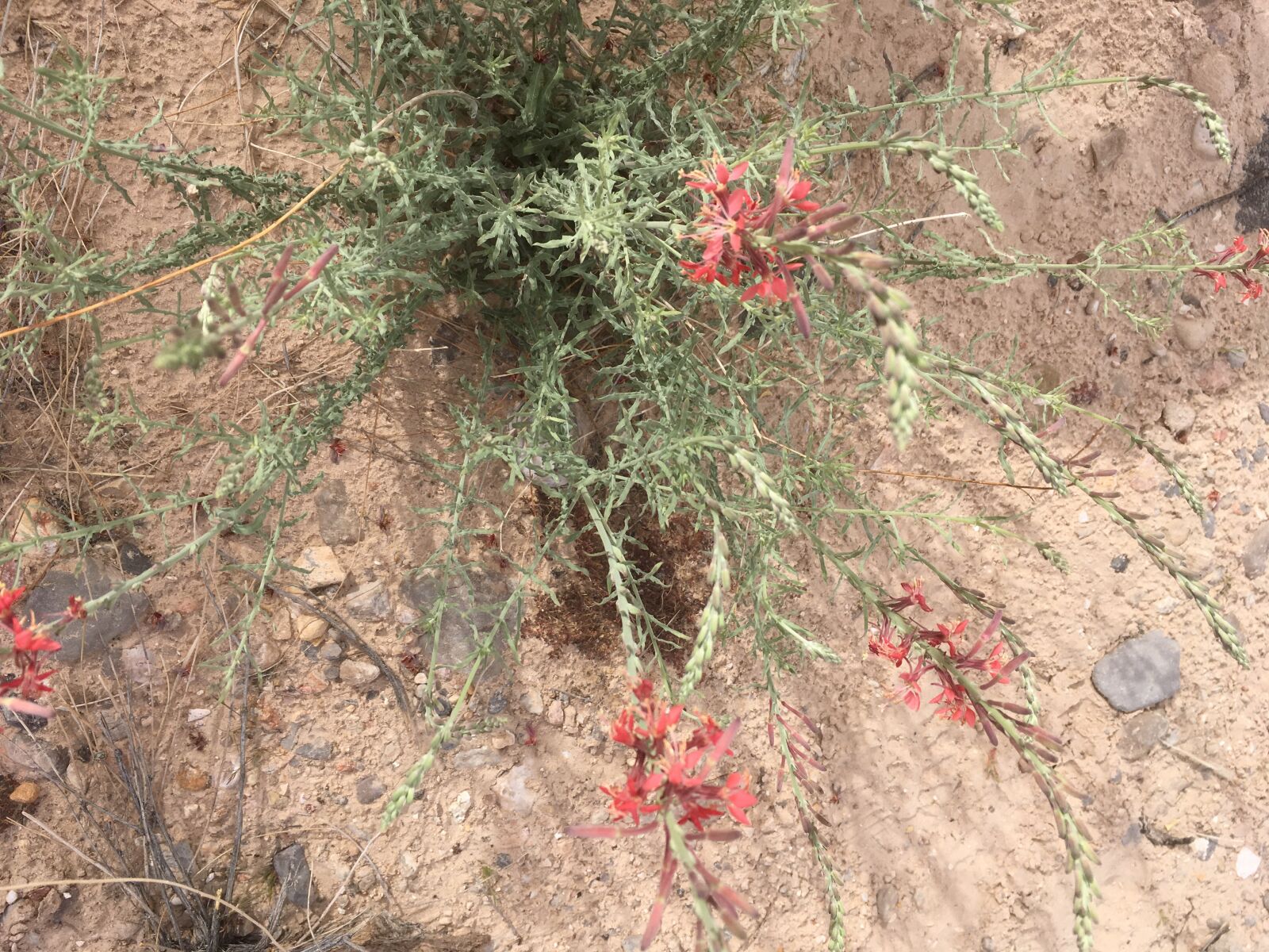 iPhone SE back camera 4.15mm f/2.2 sample photo. Desert, flower, nature photography