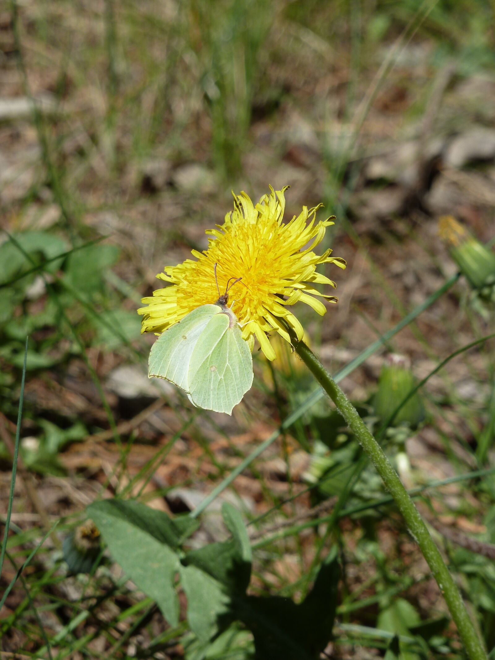 Panasonic Lumix DMC-ZS7 (Lumix DMC-TZ10) sample photo. Dandelion, gonepteryx rhamni, butterfly photography