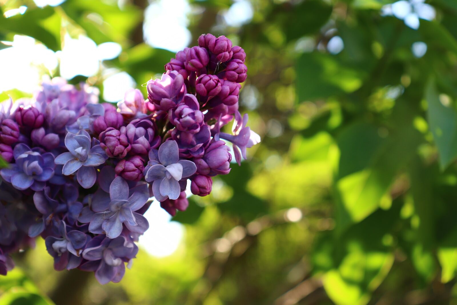 Canon EOS 200D (EOS Rebel SL2 / EOS Kiss X9) sample photo. Lilac, nature, spring photography