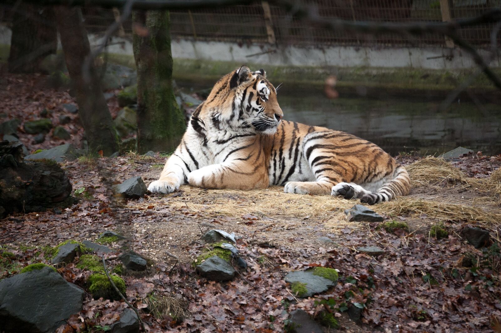 Nikon D40 sample photo. Tiger, wildlife, cat photography