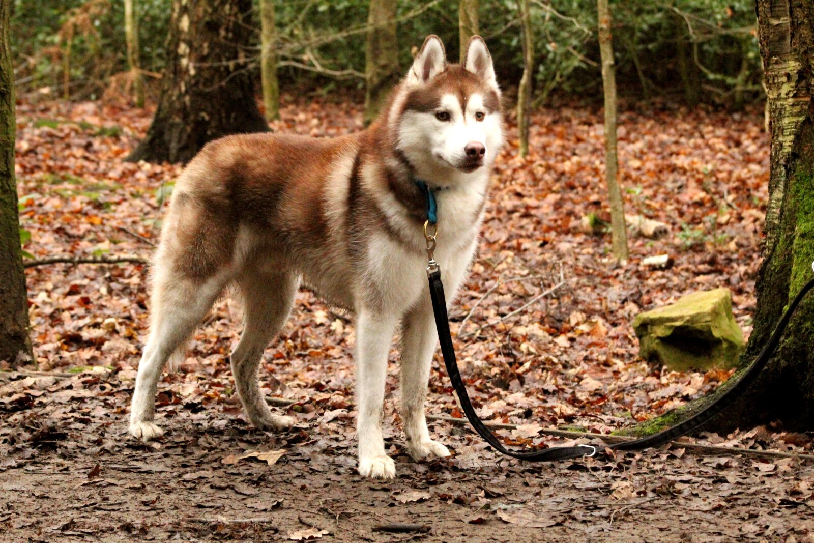 Canon EOS 4000D (EOS Rebel T100 / EOS 3000D) sample photo. Siberian husky, husky, dog photography