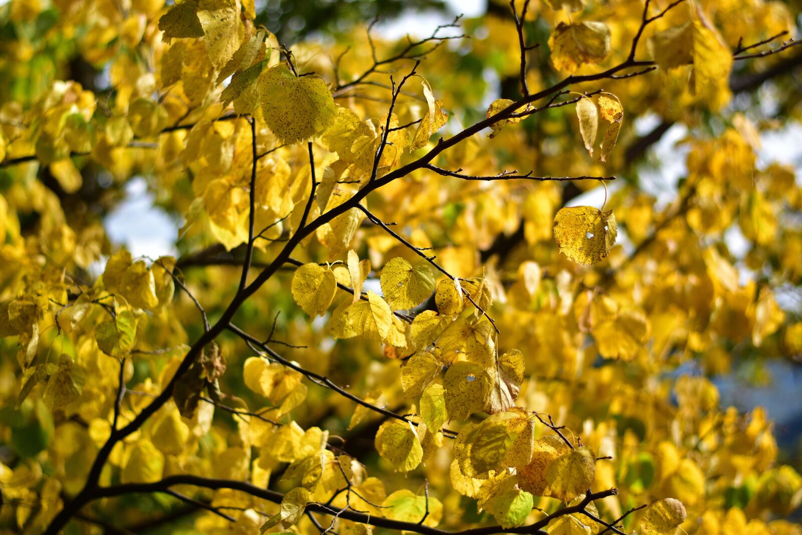 Nikon D3500 sample photo. Autumn, season, colorful photography