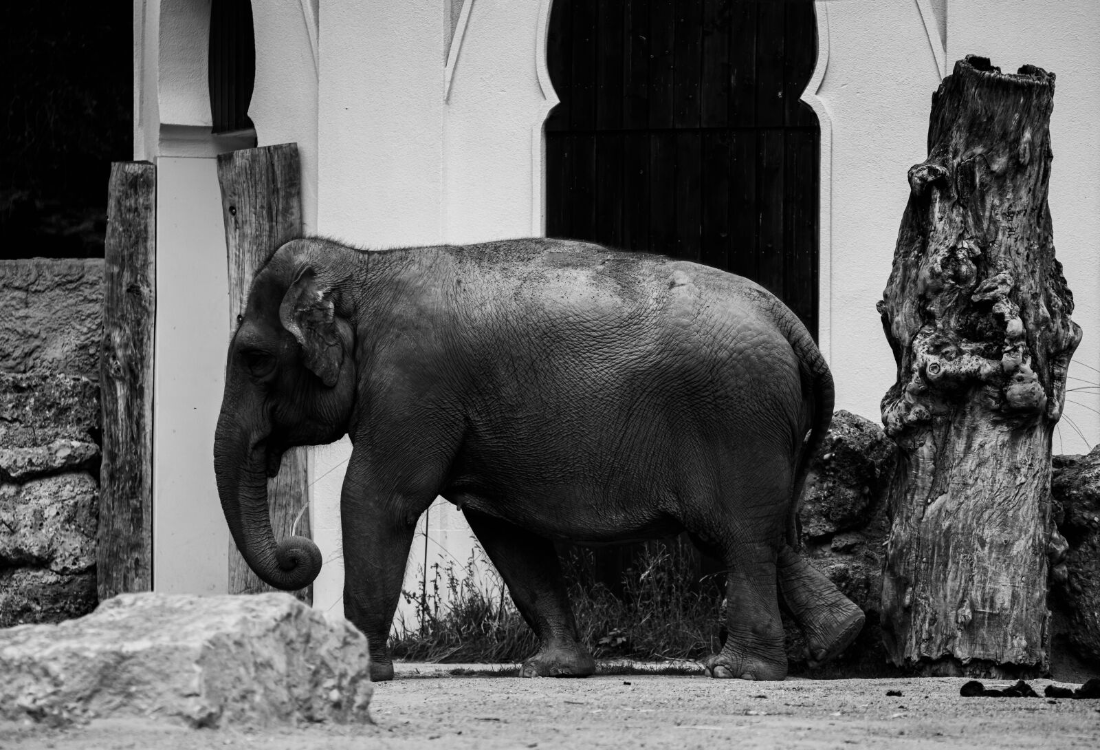Nikon D850 sample photo. Elephant, animal, africa photography