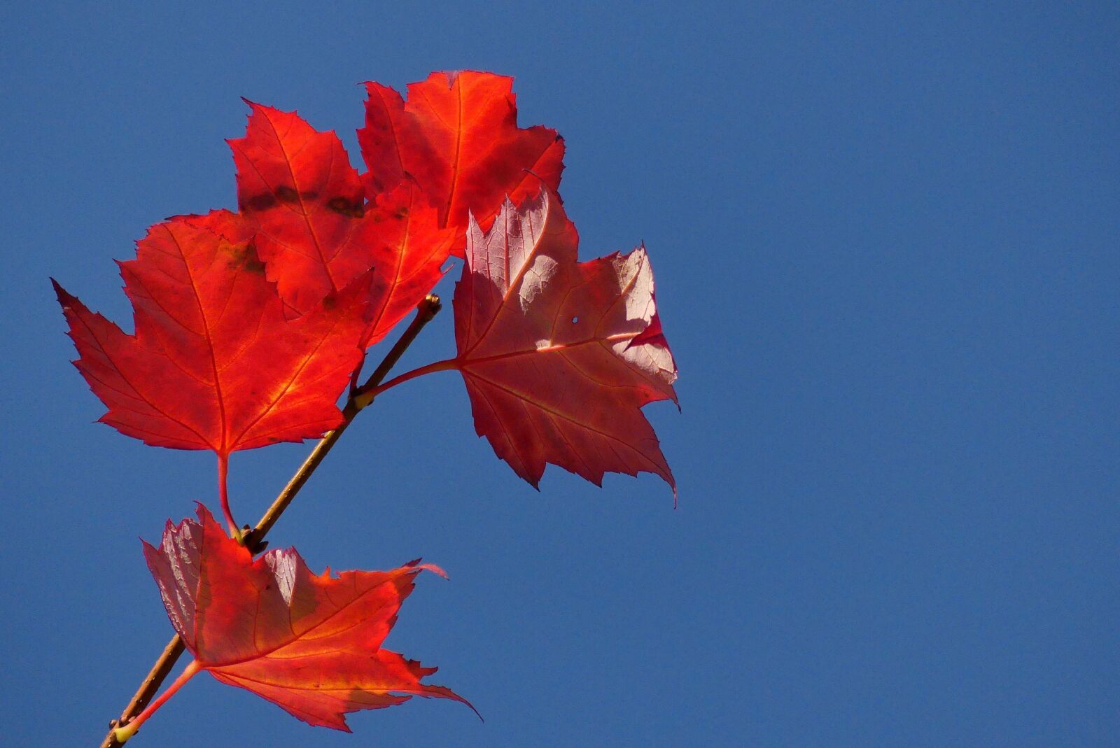 Panasonic Lumix DMC-FZ300 sample photo. Kraków, park, autumn photography