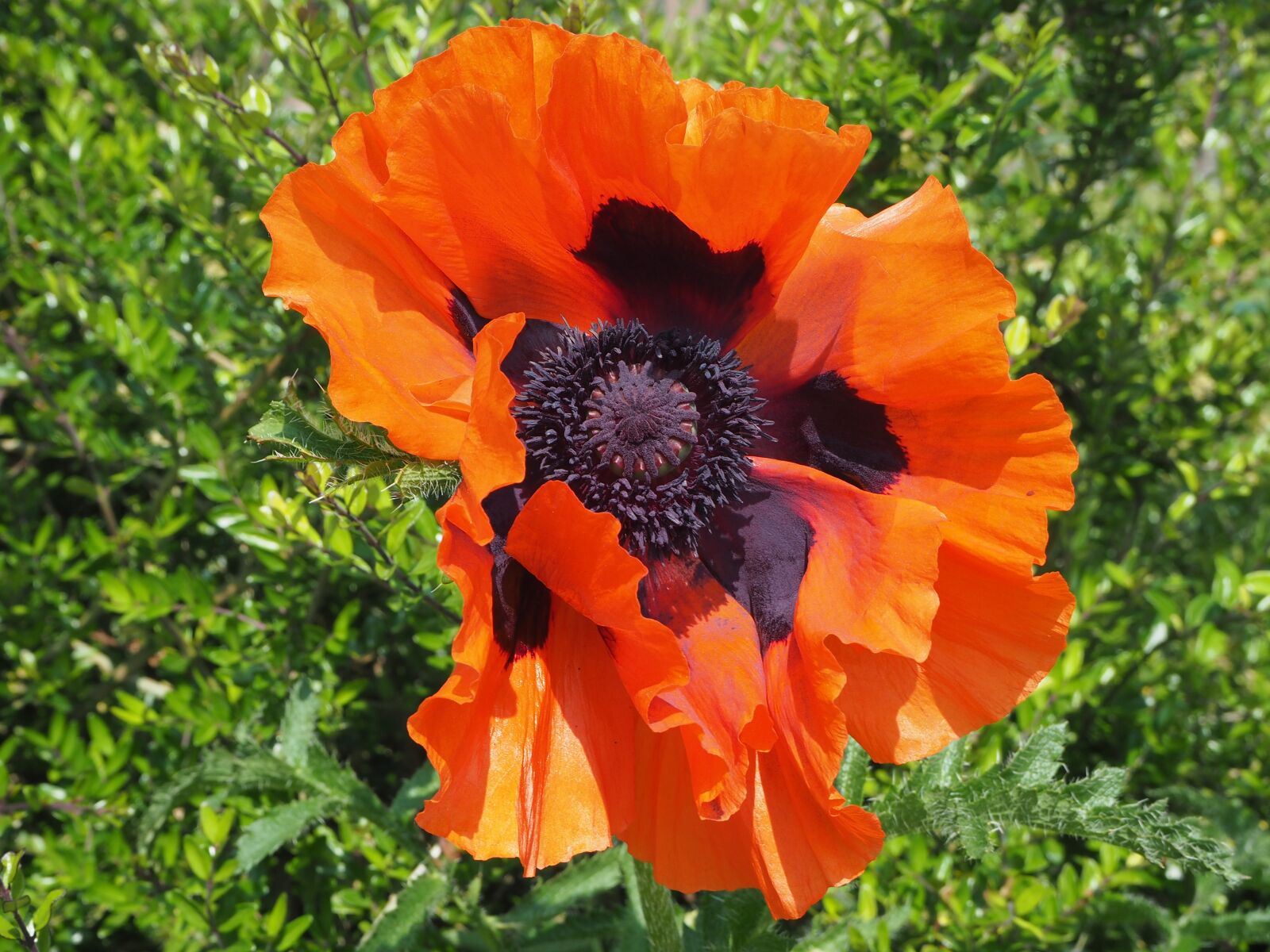 Olympus OM-D E-M10 sample photo. Poppy, turkish poppy, oriental photography