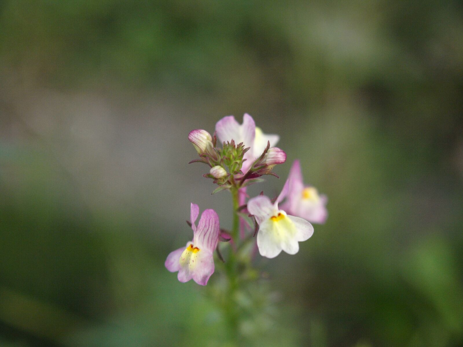 Olympus E-3 sample photo. Flower, blossom, bloom photography