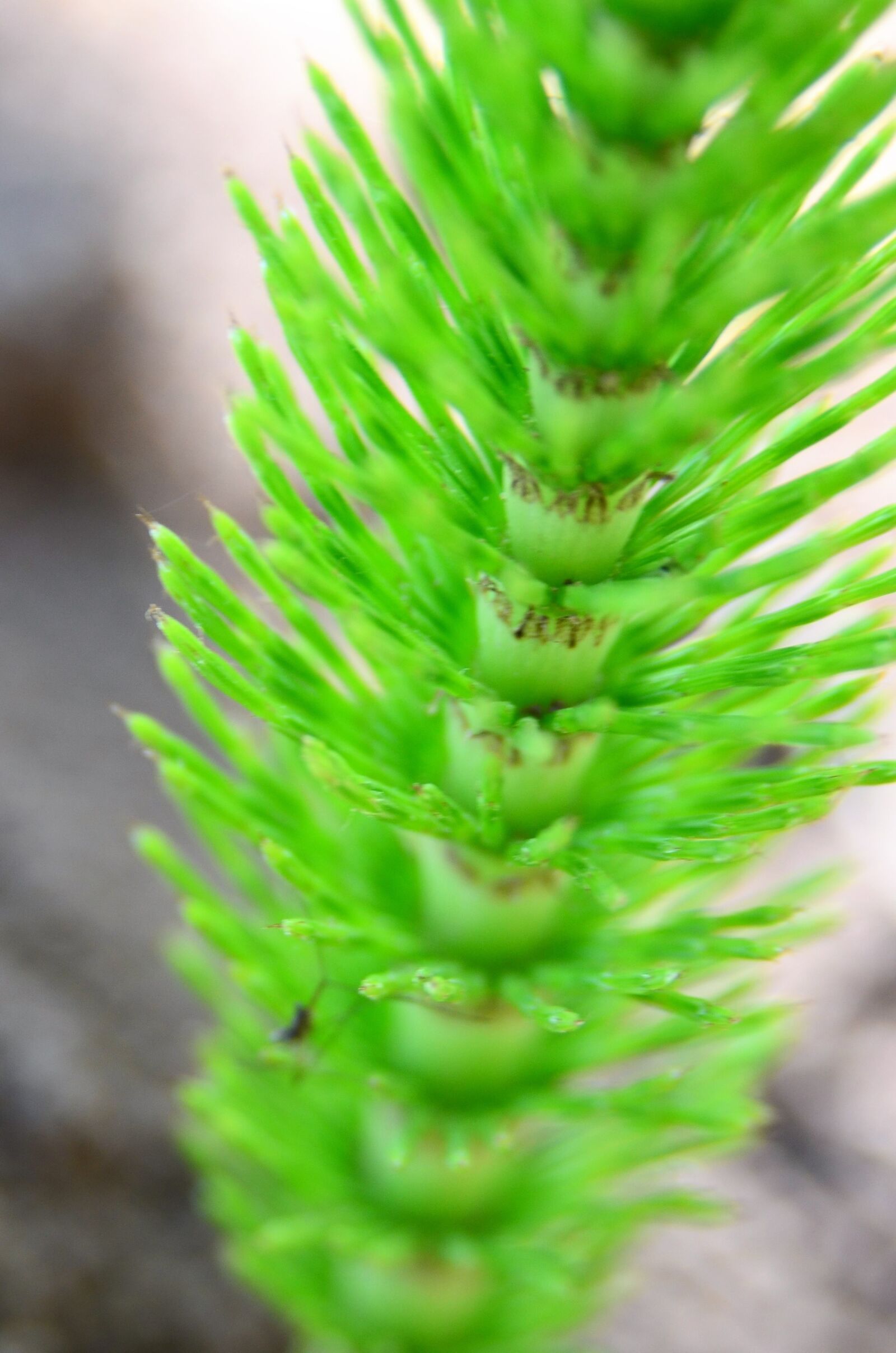 Nikon D7000 sample photo. Horsetail, scion, equisetum photography