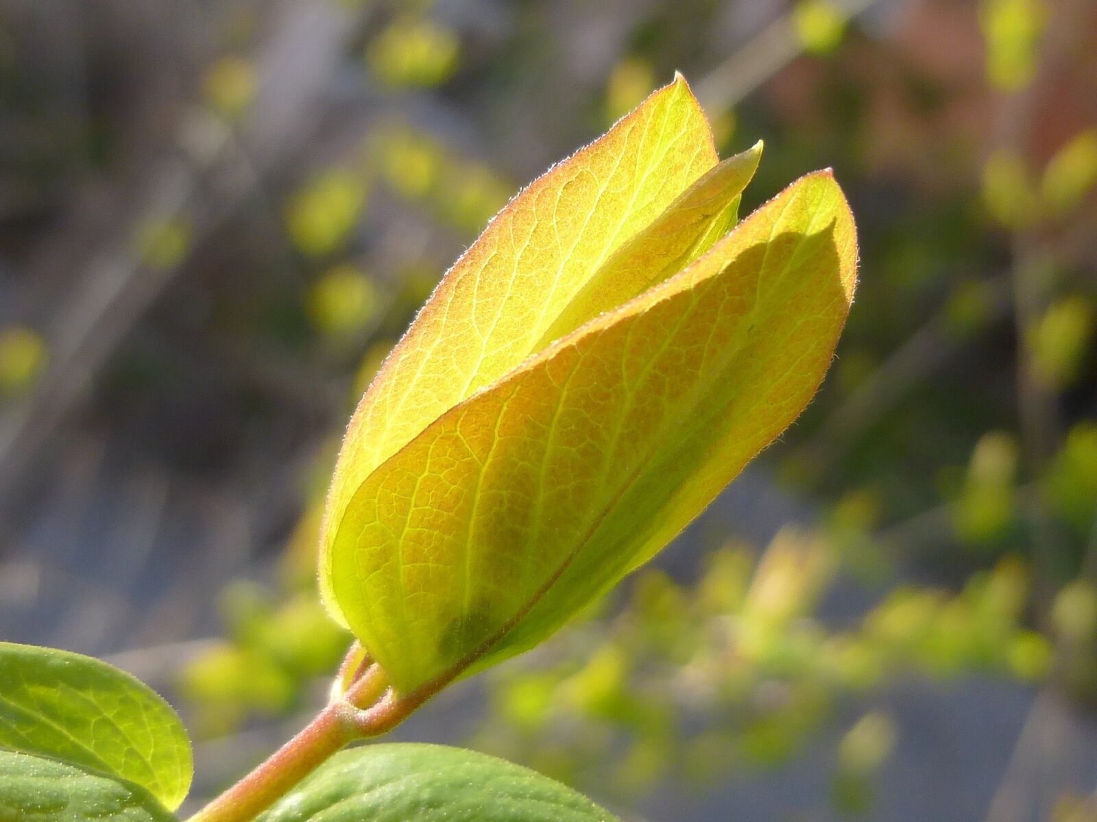 Panasonic DMC-SZ9 sample photo. Nature, spring leaf, garden photography