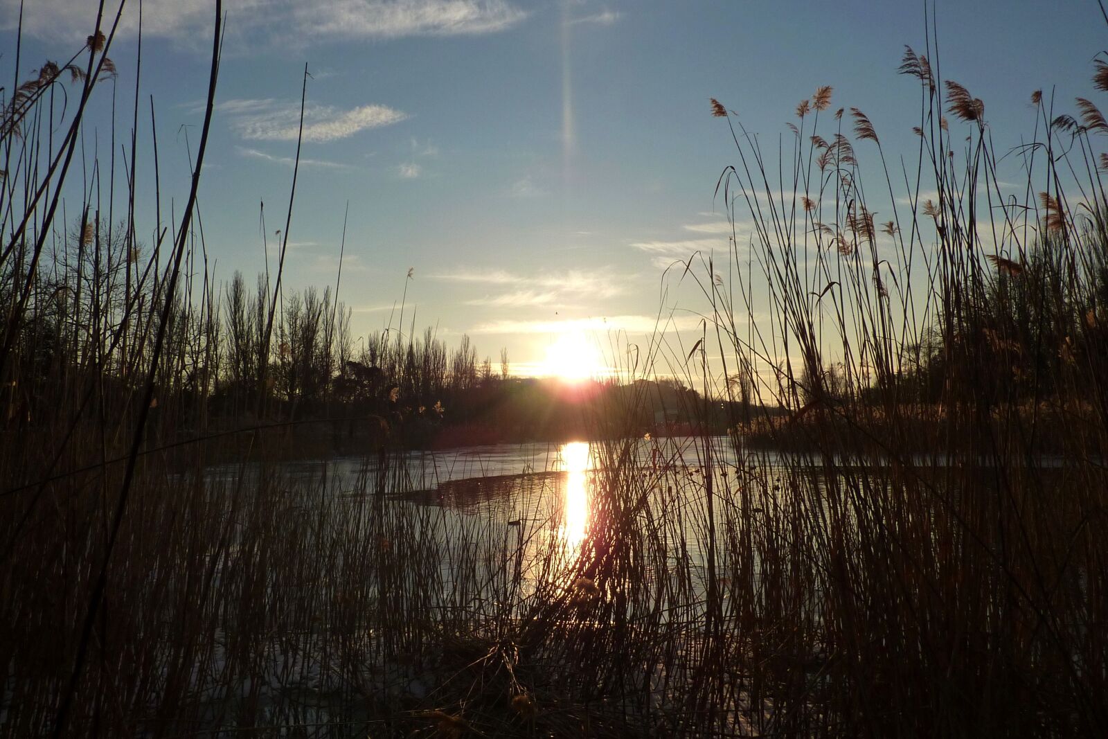 Panasonic DMC-ZS1 sample photo. Sunset, reeds, lake photography