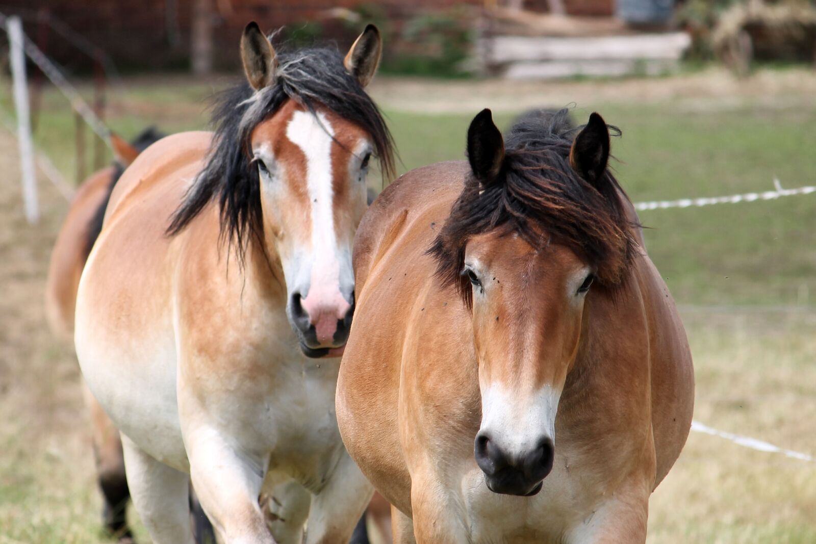 Canon EF-S 55-250mm F4-5.6 IS II sample photo. Cold blooded animals, horses photography