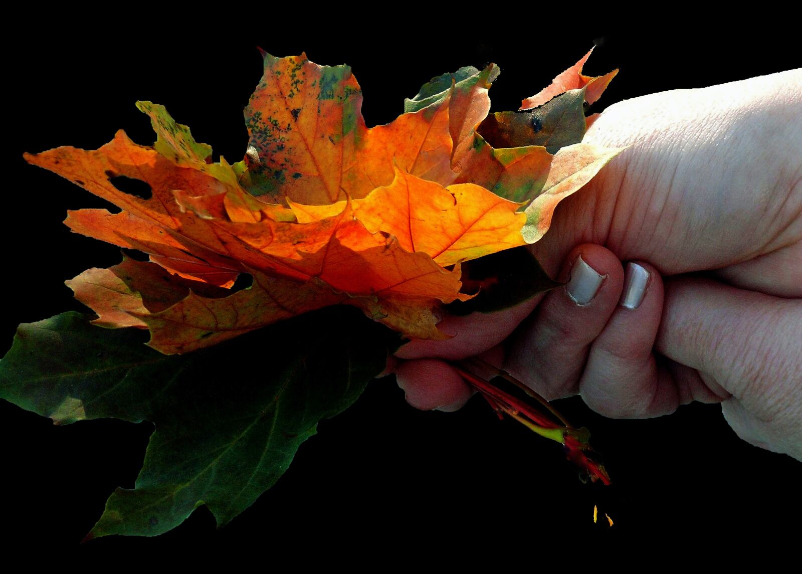 Leica V-LUX 1 sample photo. Maple, maple leaf, leaf photography
