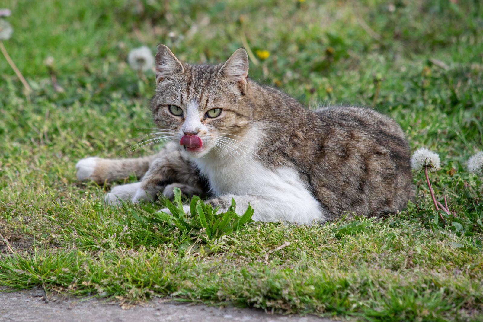 Nikon D3300 sample photo. Kitten, cat, cute photography