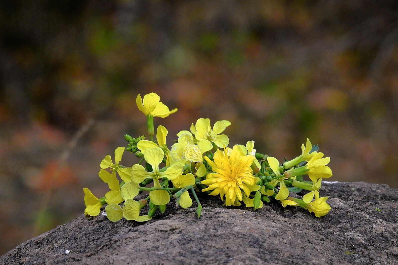 Nikon Coolpix P900 sample photo. Flowers, yellow, autumn photography