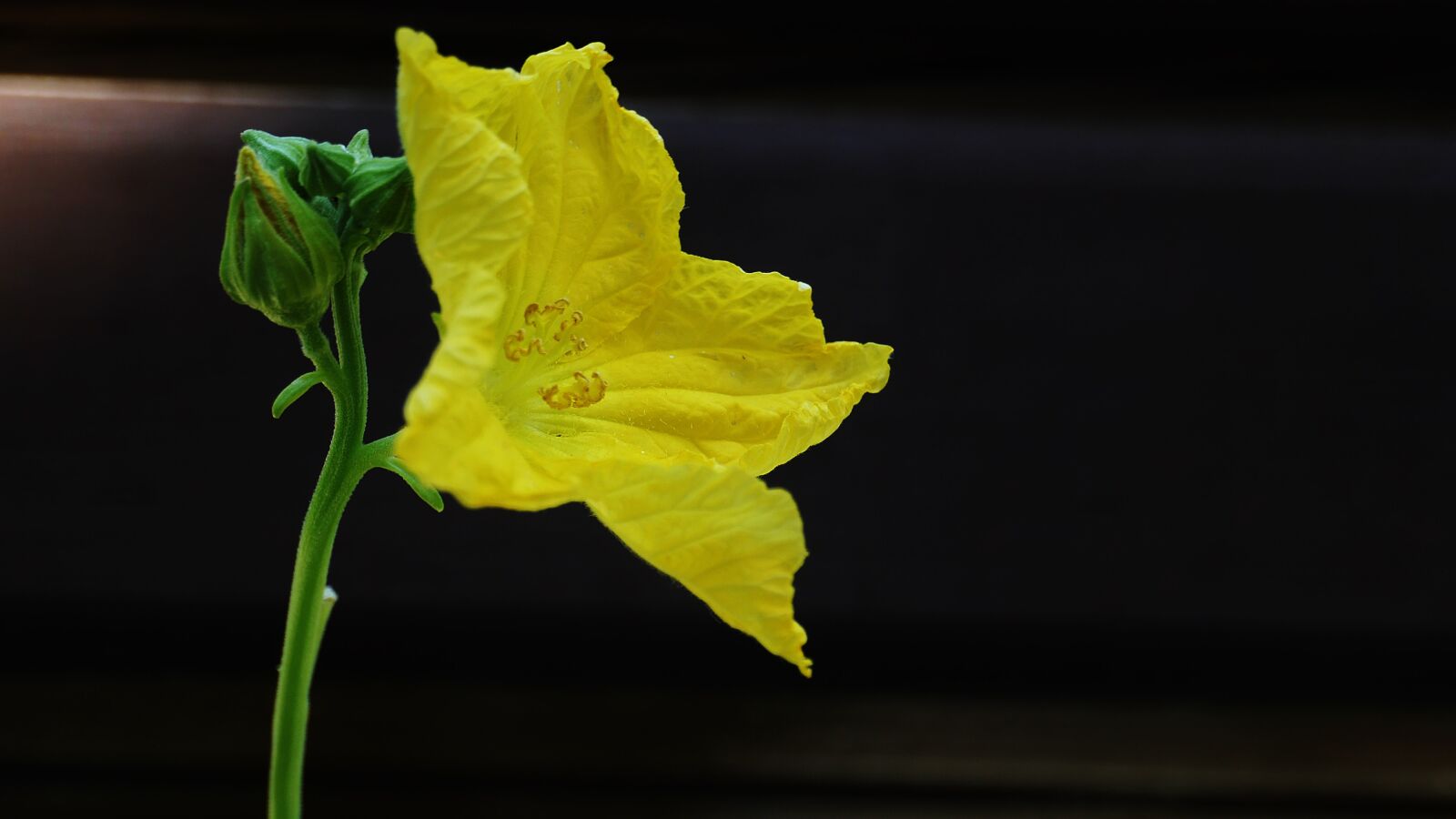Panasonic Lumix DMC-GH3 sample photo. Pumpkin flower, flowers, yellow photography