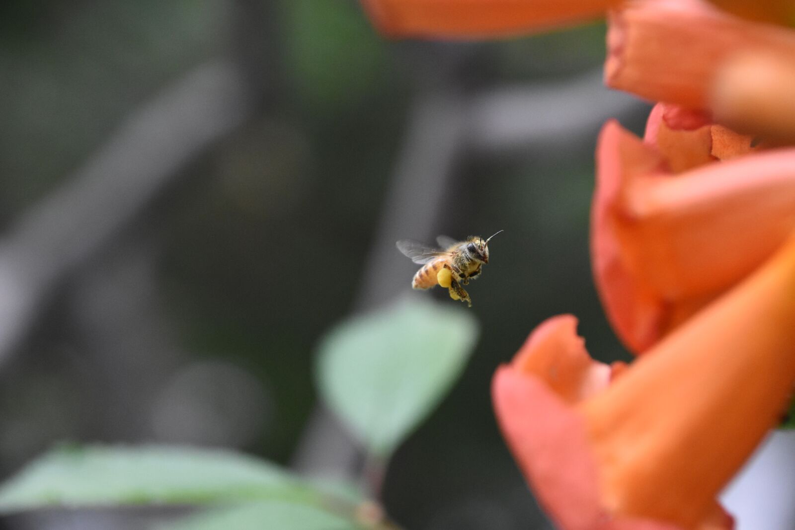 Nikon D7200 sample photo. Bee, red flowers, fly photography