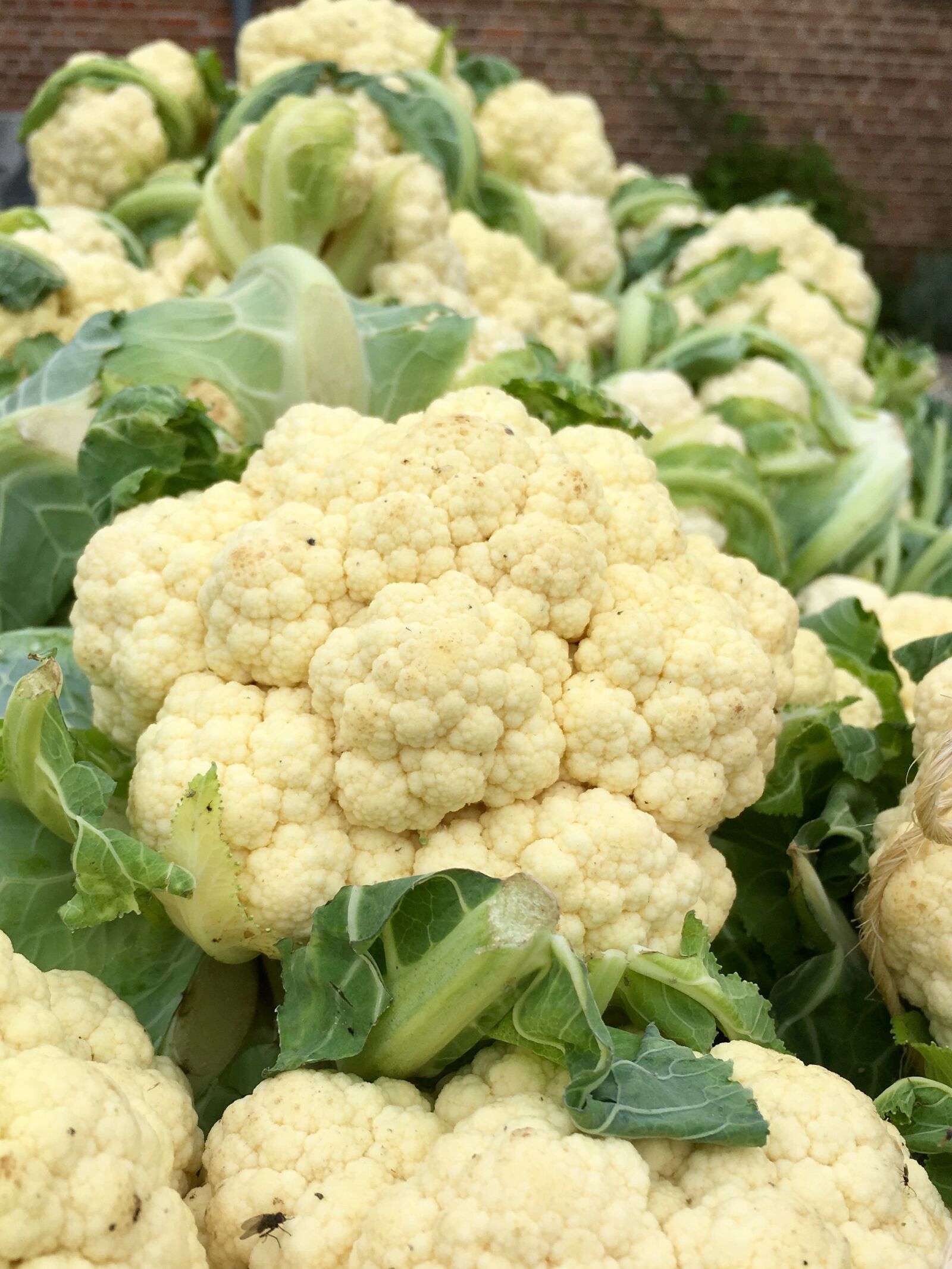 iPhone SE back camera 4.15mm f/2.2 sample photo. Cauliflower, cabbage, food photography
