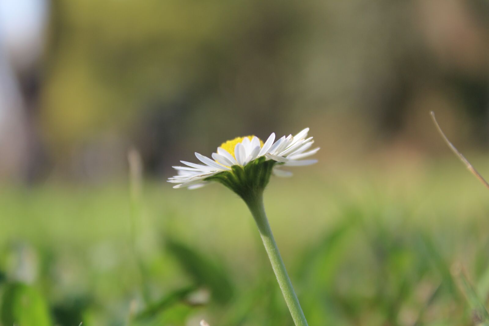 Canon EOS 600D (Rebel EOS T3i / EOS Kiss X5) sample photo. Daisy, flower, spring photography